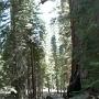 CA - Lille mig blandt Redwood trees